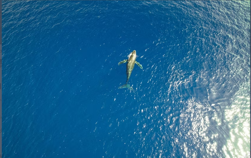 Hawaii whale watching - Image 4